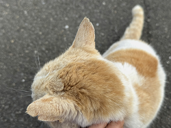 D72_6689_thumb.png